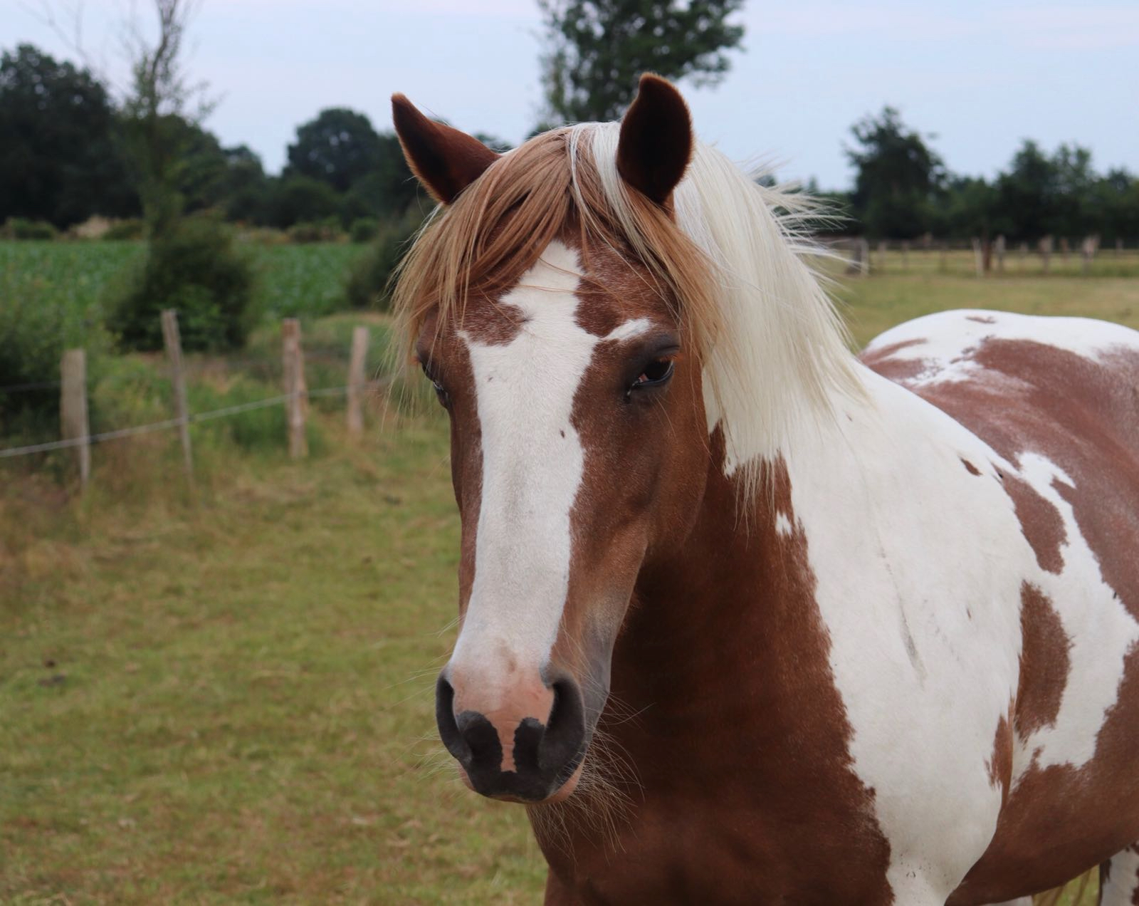 Mystery – das Pferd hinter TPS Hufschutz